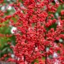Winterberry – Winter Red (F) – #2 Container